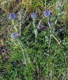 Echinops crispus. Расцветающие растения. Оренбургская обл., Кувандыкский гор. округ, окр. дер. Первое Юмагузино, луг. 05.07.2023.