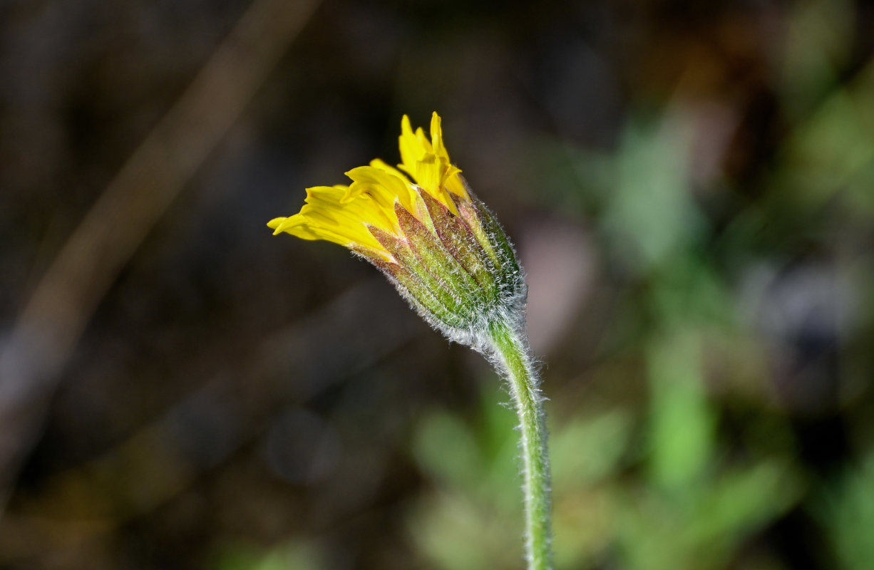 Image of Arnica iljinii specimen.