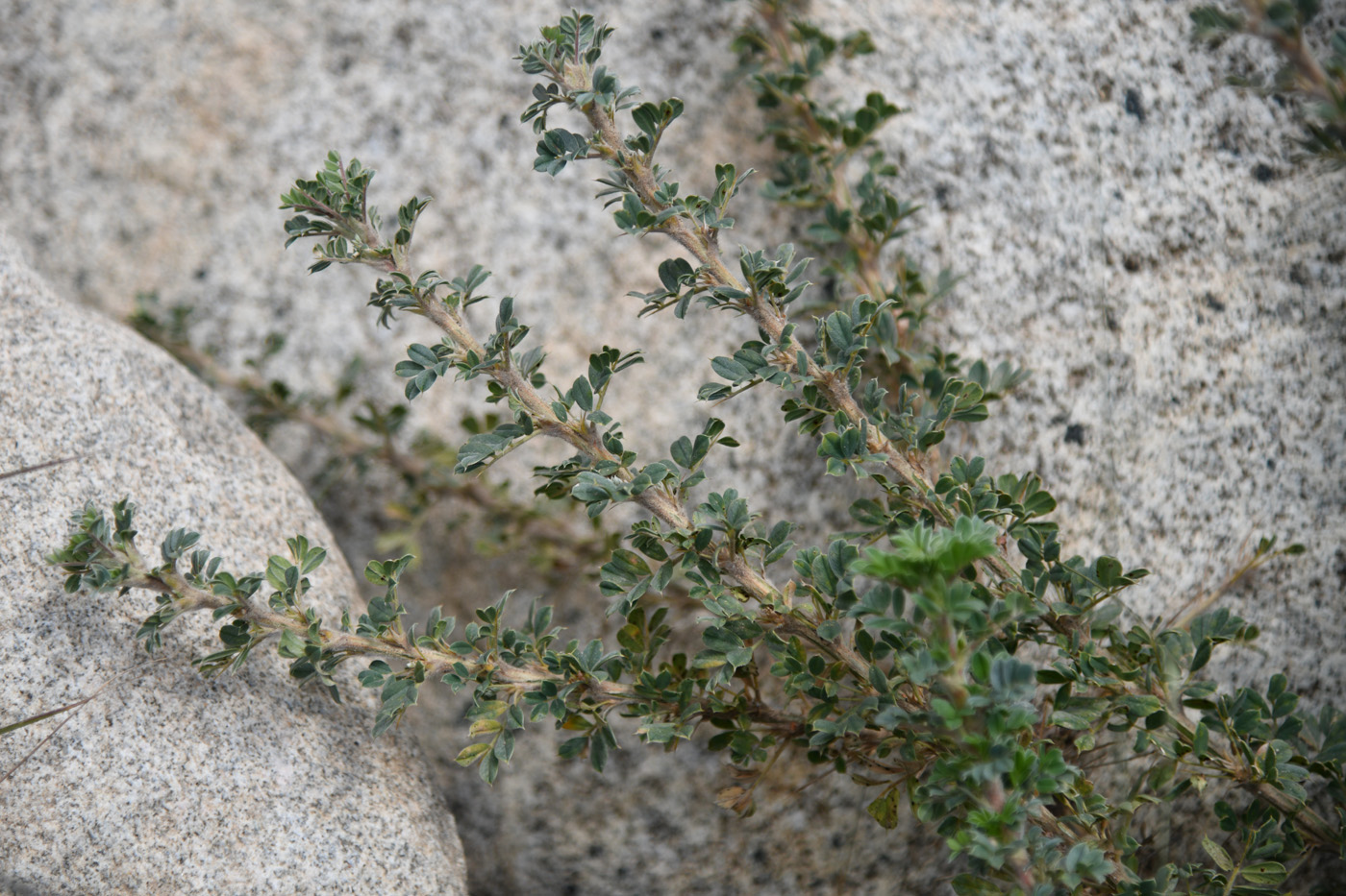 Image of Caragana pleiophylla specimen.