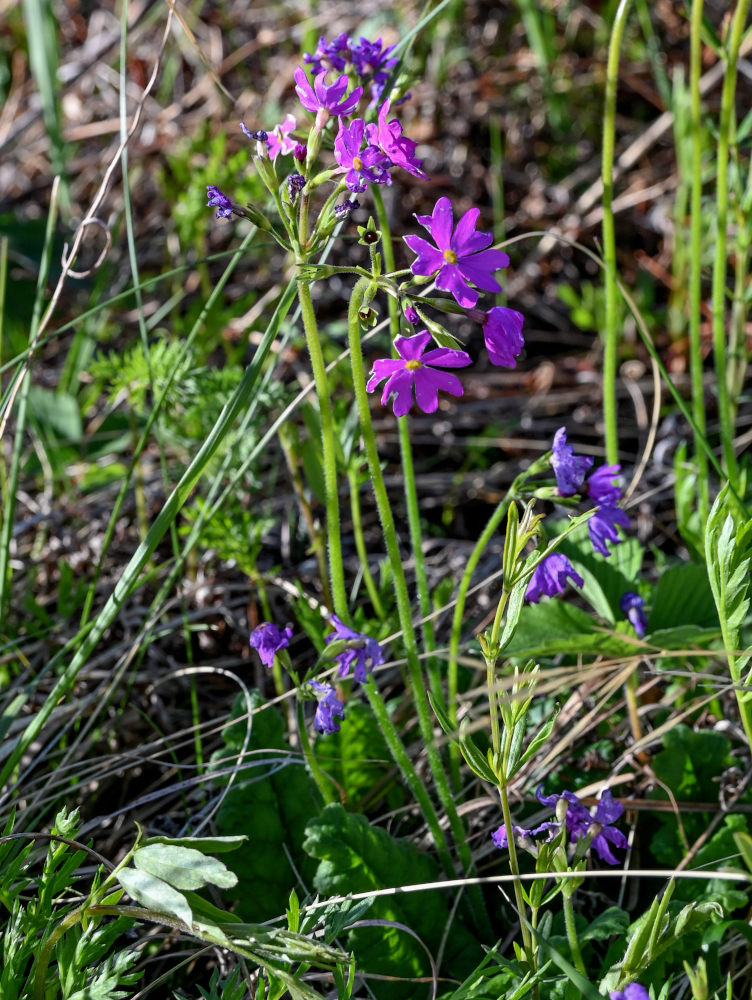 Image of Primula cortusoides specimen.