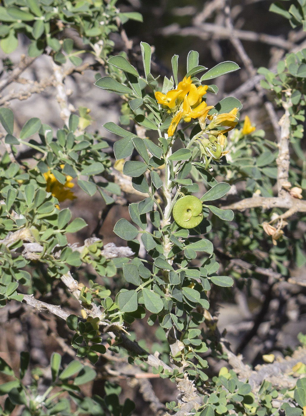 Изображение особи Medicago arborea.