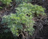 Artemisia absinthium