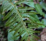 Polystichum aculeatum. Часть спороносящей вайи. Абхазия, Рицинский реликтовый национальный парк, северный берег оз. Рица, ≈ 900 м н.у.м., широколиственный лес. 13.04.2024.