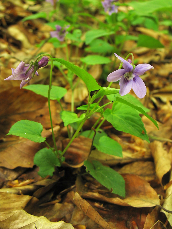 Изображение особи Viola reichenbachiana.