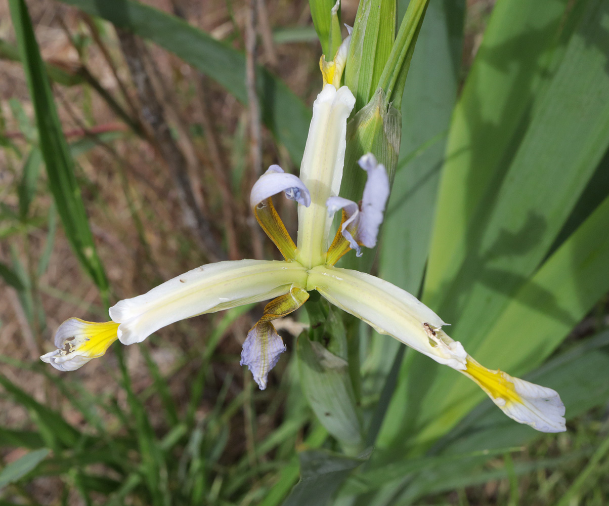 Image of Iris sogdiana specimen.