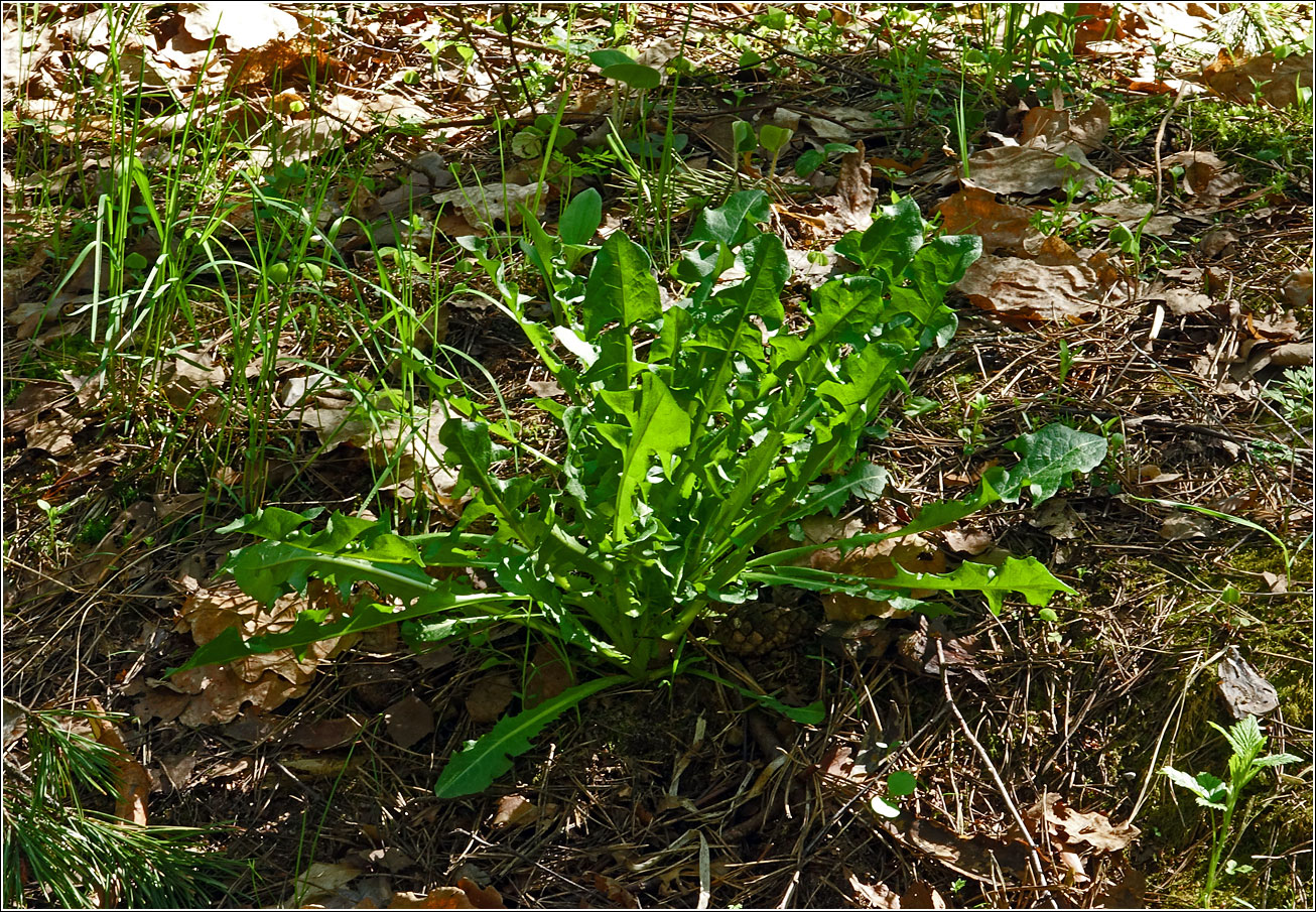 Image of Taraxacum officinale specimen.