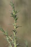 Image of taxon representative. Author is Владимир Семашко