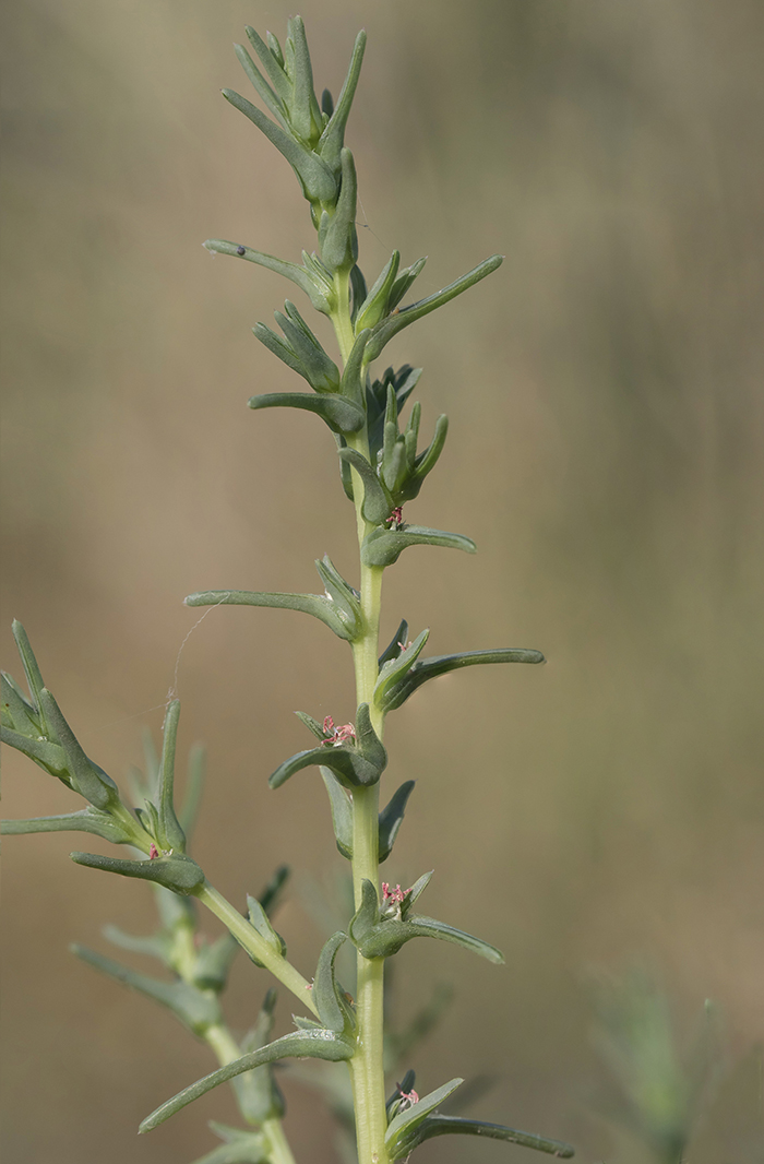 Image of Salsola soda specimen.
