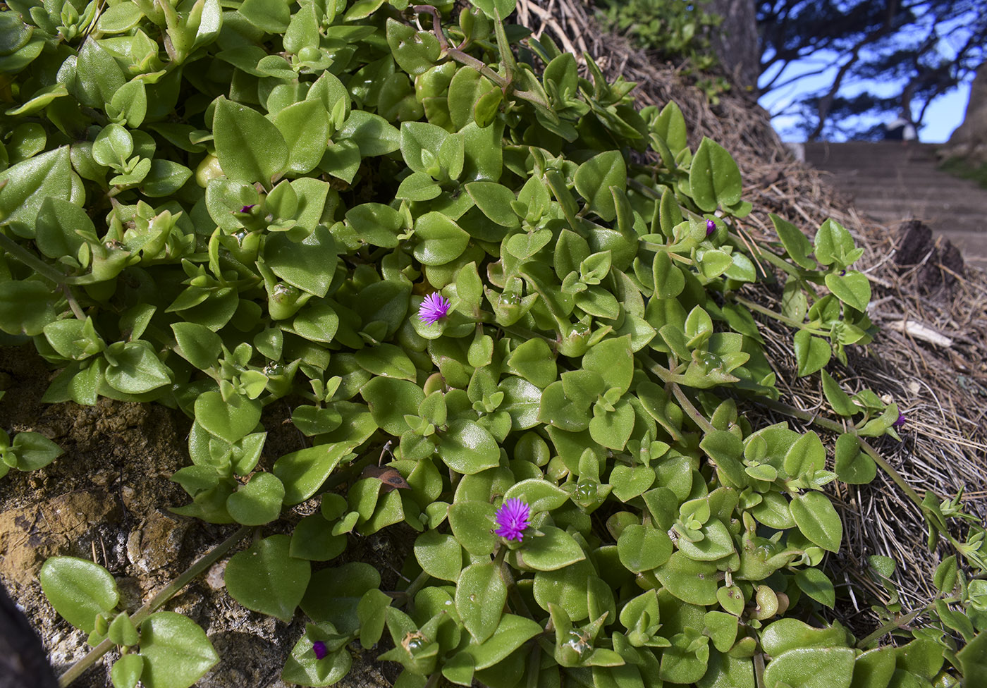 Изображение особи Aptenia cordifolia.