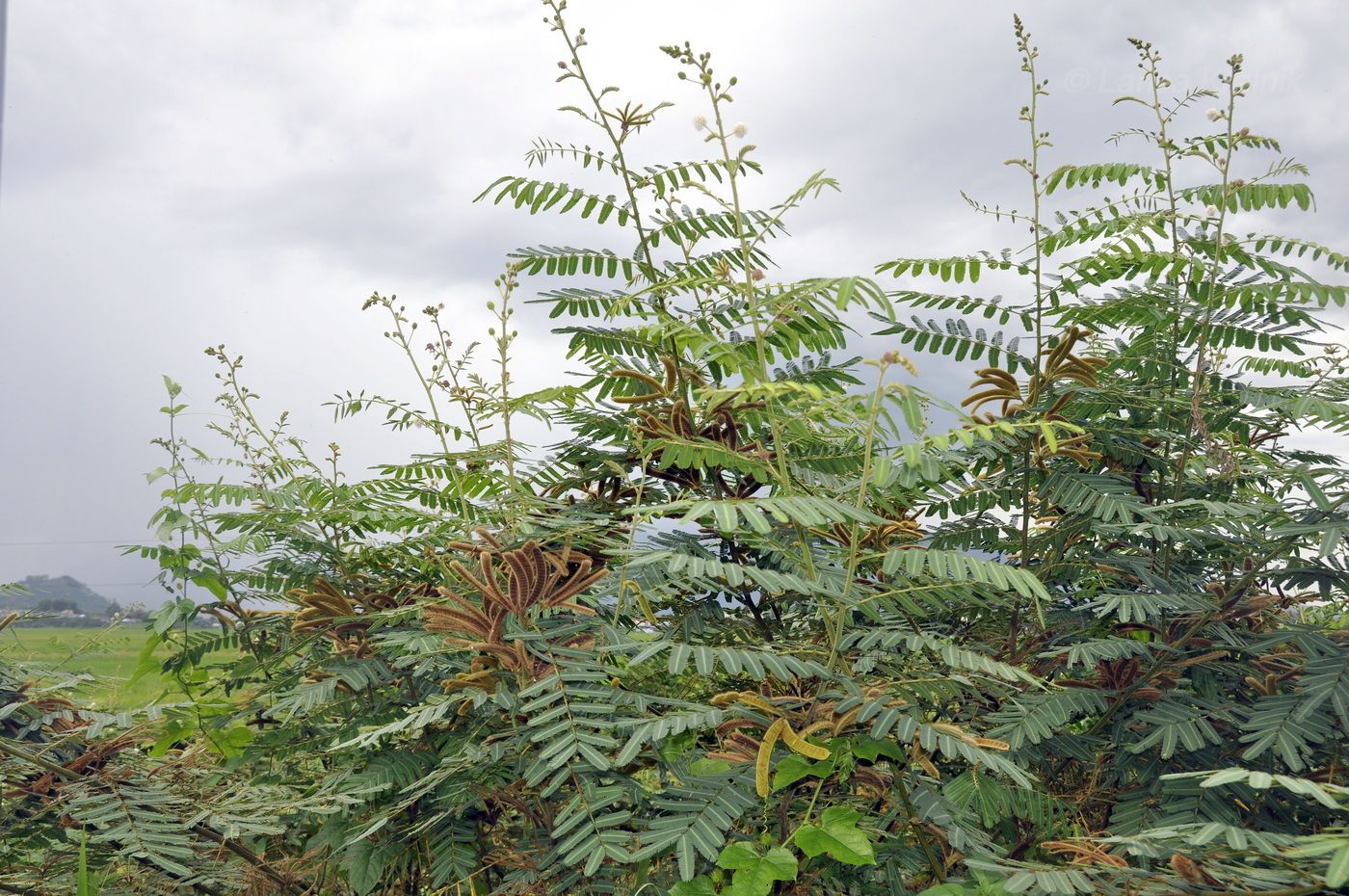 Изображение особи Mimosa pigra.