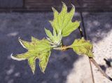 Hydrangea quercifolia. Верхушка побега с молодыми листьями. Испания, Каталония, пров. Жирона, комарка Баш-Эмпорда, муниципалитет Палафружель, ботанический сад \"Кап-Роч\". 27.03.2021.