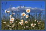 Leucanthemum vulgare