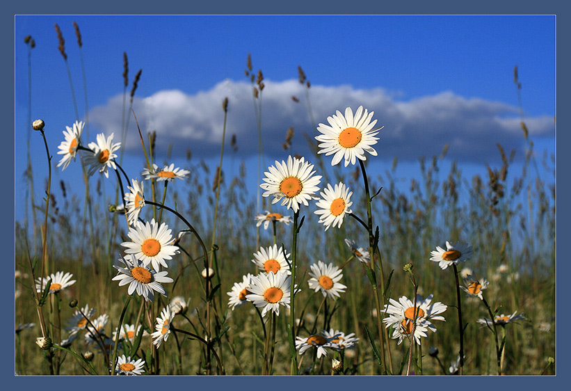 Изображение особи Leucanthemum vulgare.