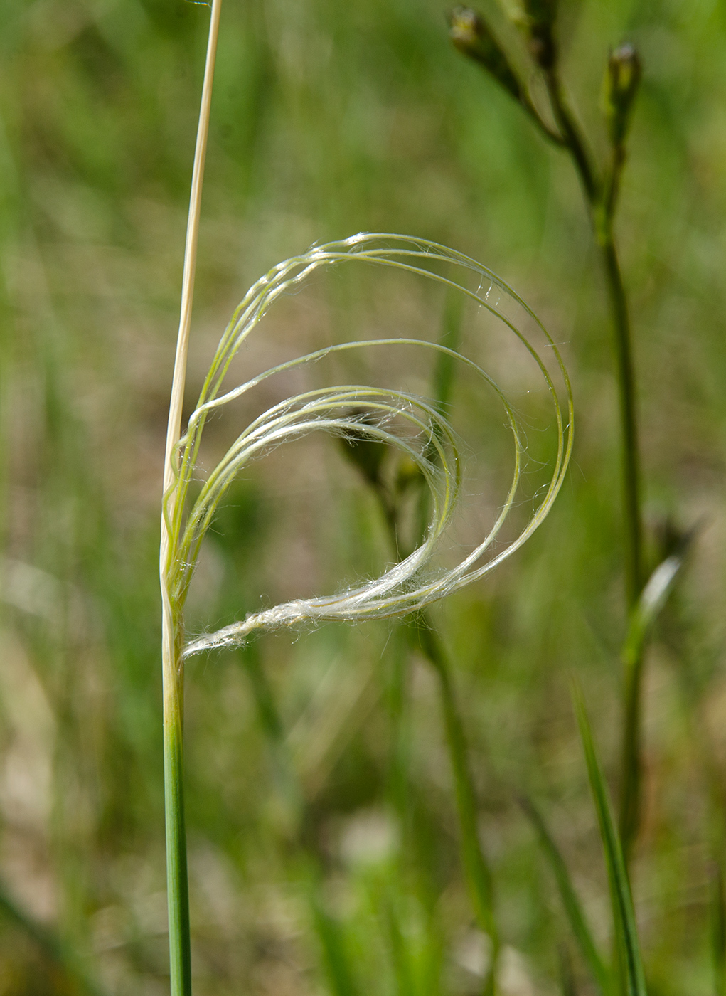 Image of genus Stipa specimen.