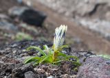 Gentiana algida