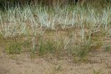 Carex arenaria