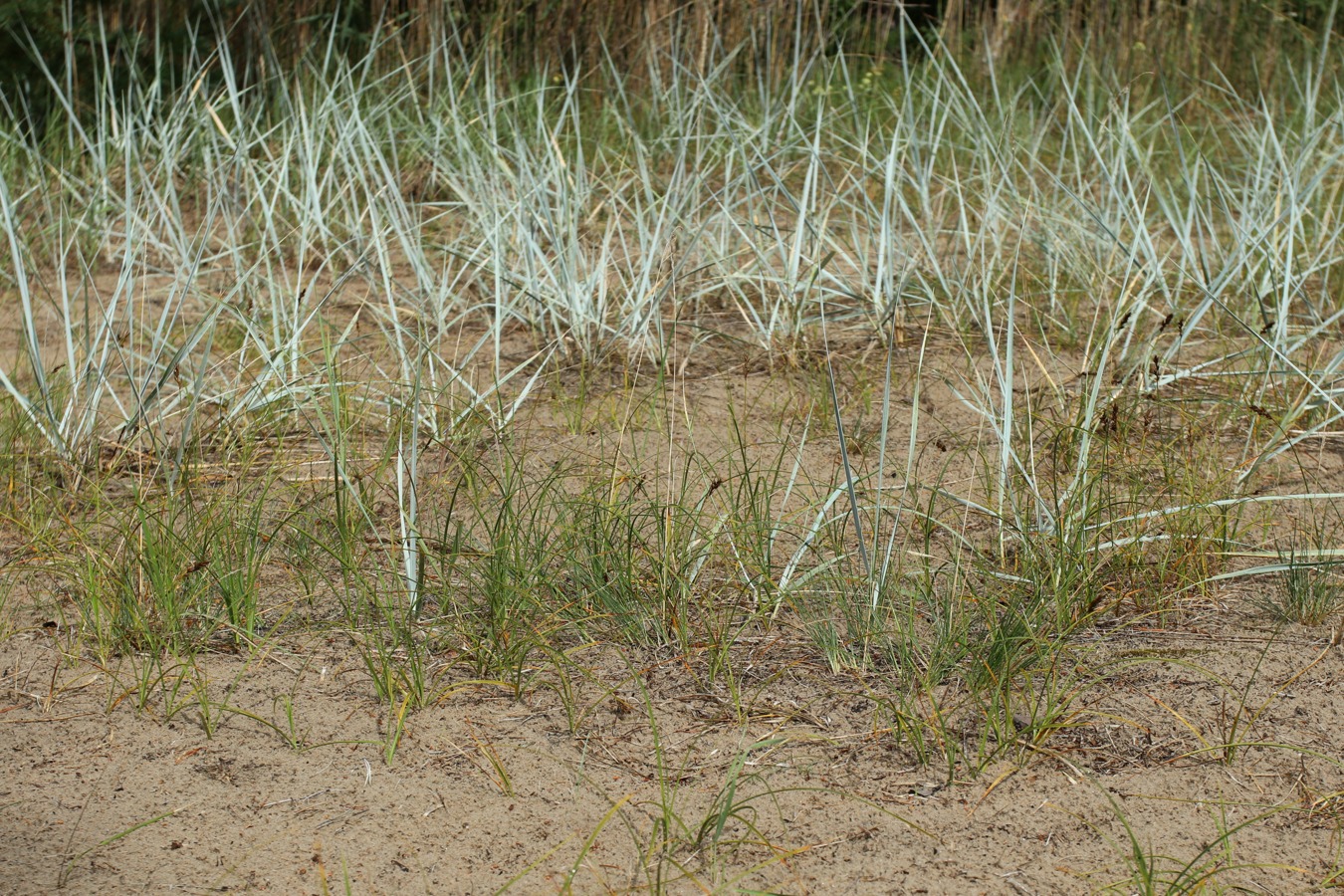 Image of Carex arenaria specimen.