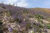 Anchusa stylosa. Цветущие растения. Крым, Севастополь, пустырь. 29.03.2025.