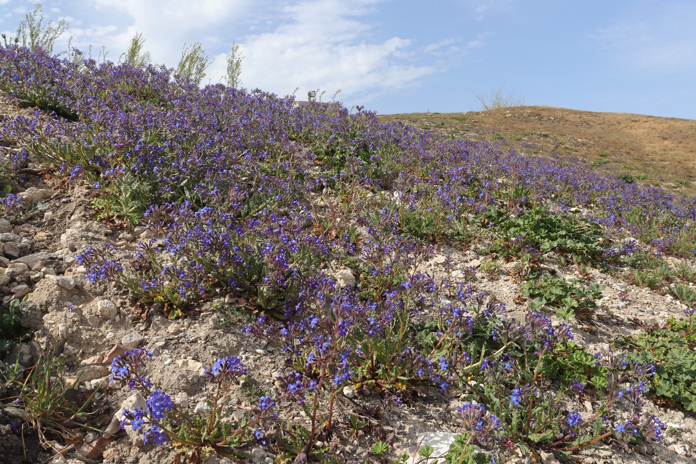 Image of Anchusa stylosa specimen.