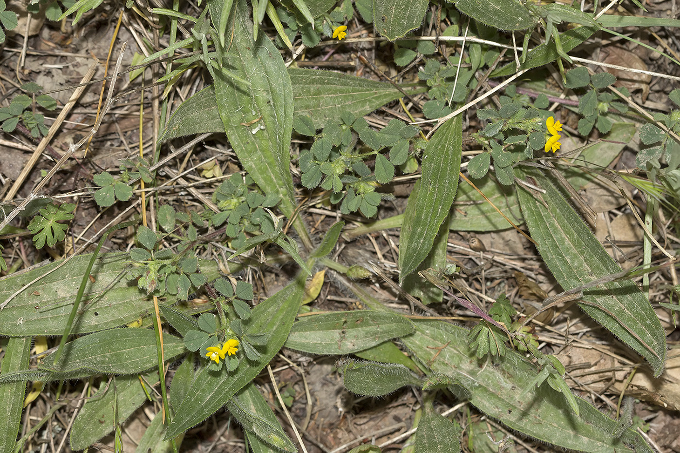 Изображение особи род Medicago.