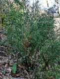 Ruscus aculeatus. Плодоносящее растение. Краснодарский край, Сочи, Хостинский р-н, ущ. р. Хоста, Тисово-самшитовая роща, смешанный лес. 10.03.2025.