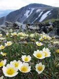 Dryas octopetala. Цветки. Коми, Интинский р-н, Приполярный Урал, хр. Малдынырд, левый борт р. Балбанью, моренный бугор. 05.07.2010.