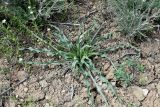 Tragopogon marginifolius