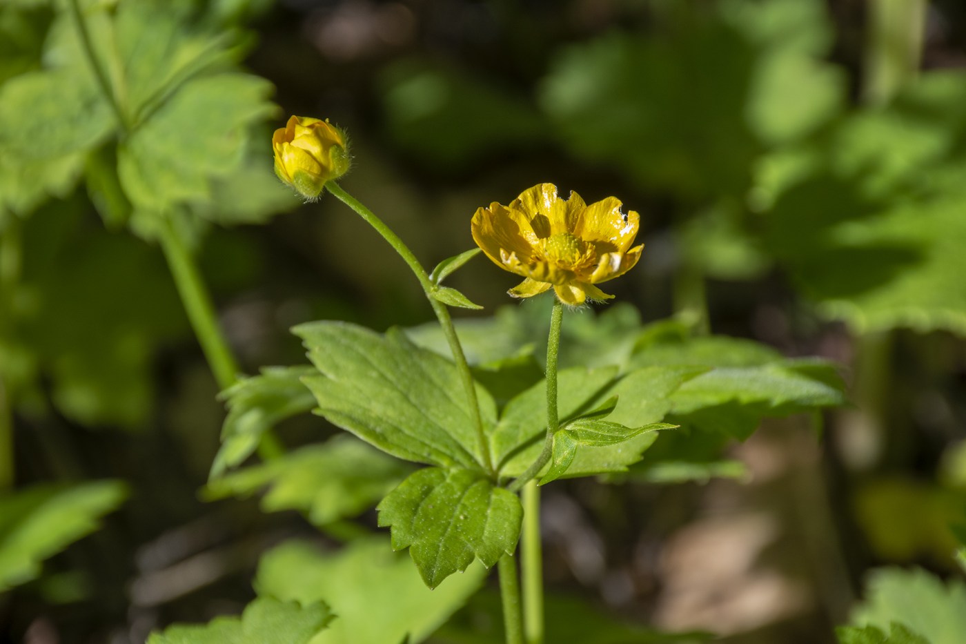 Изображение особи Ranunculus cappadocicus.