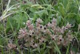 genus Nonea