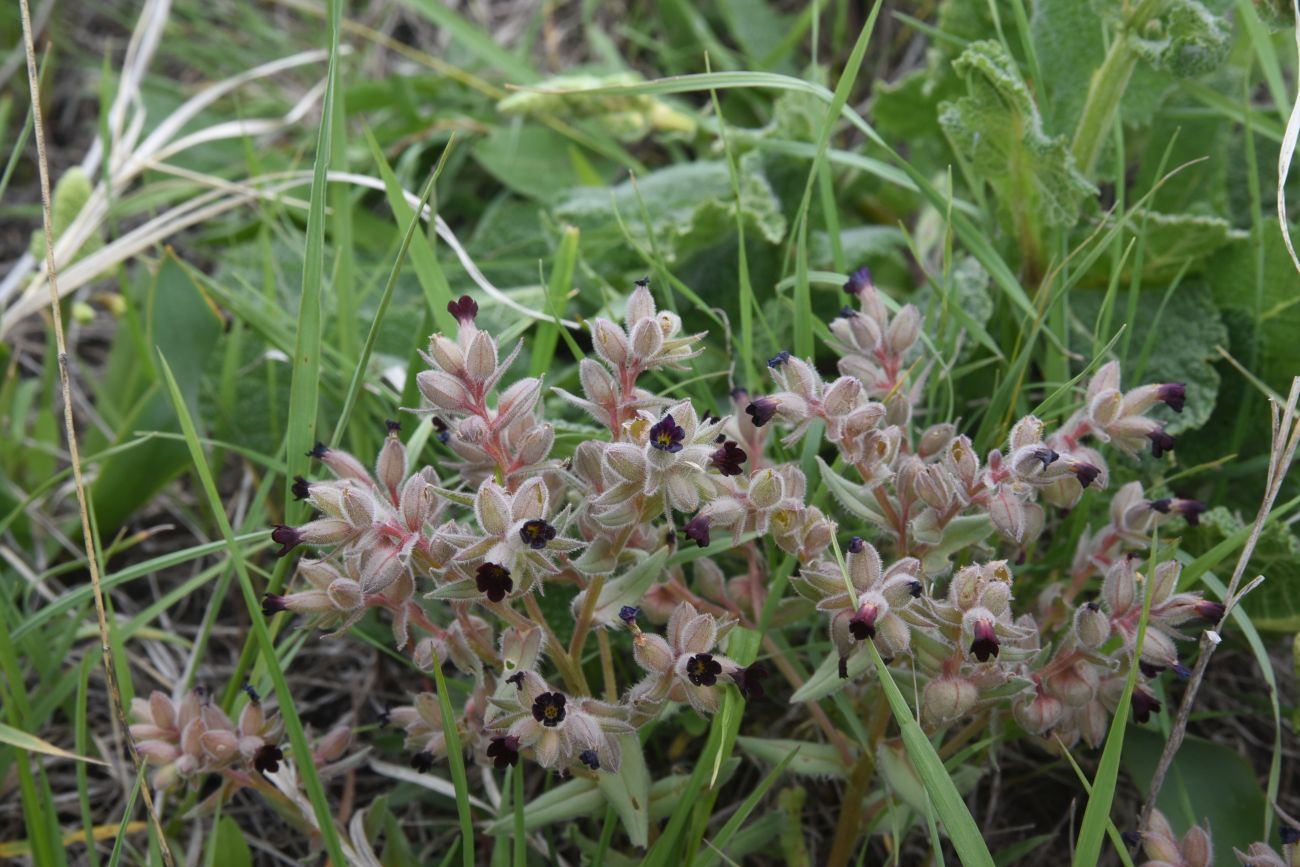Image of genus Nonea specimen.
