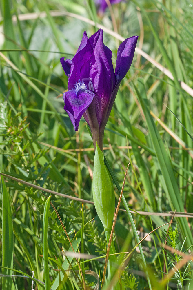 Изображение особи Iris aphylla.
