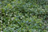 Symphytum tauricum