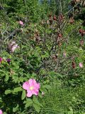 Rosa rugosa. Цветущие растения с прошлогодними плодами. Хабаровский край, окр. г. Комсомольск-на-Амуре, опушка смешанного леса (зарастающая лесом куртина.). 27.06.2025.