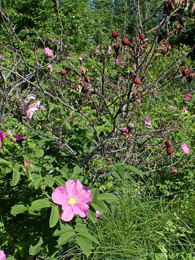 Image of Rosa rugosa specimen.