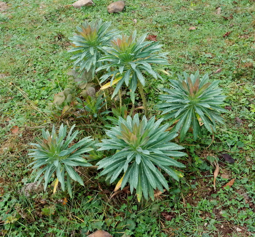 Изображение особи род Euphorbia.