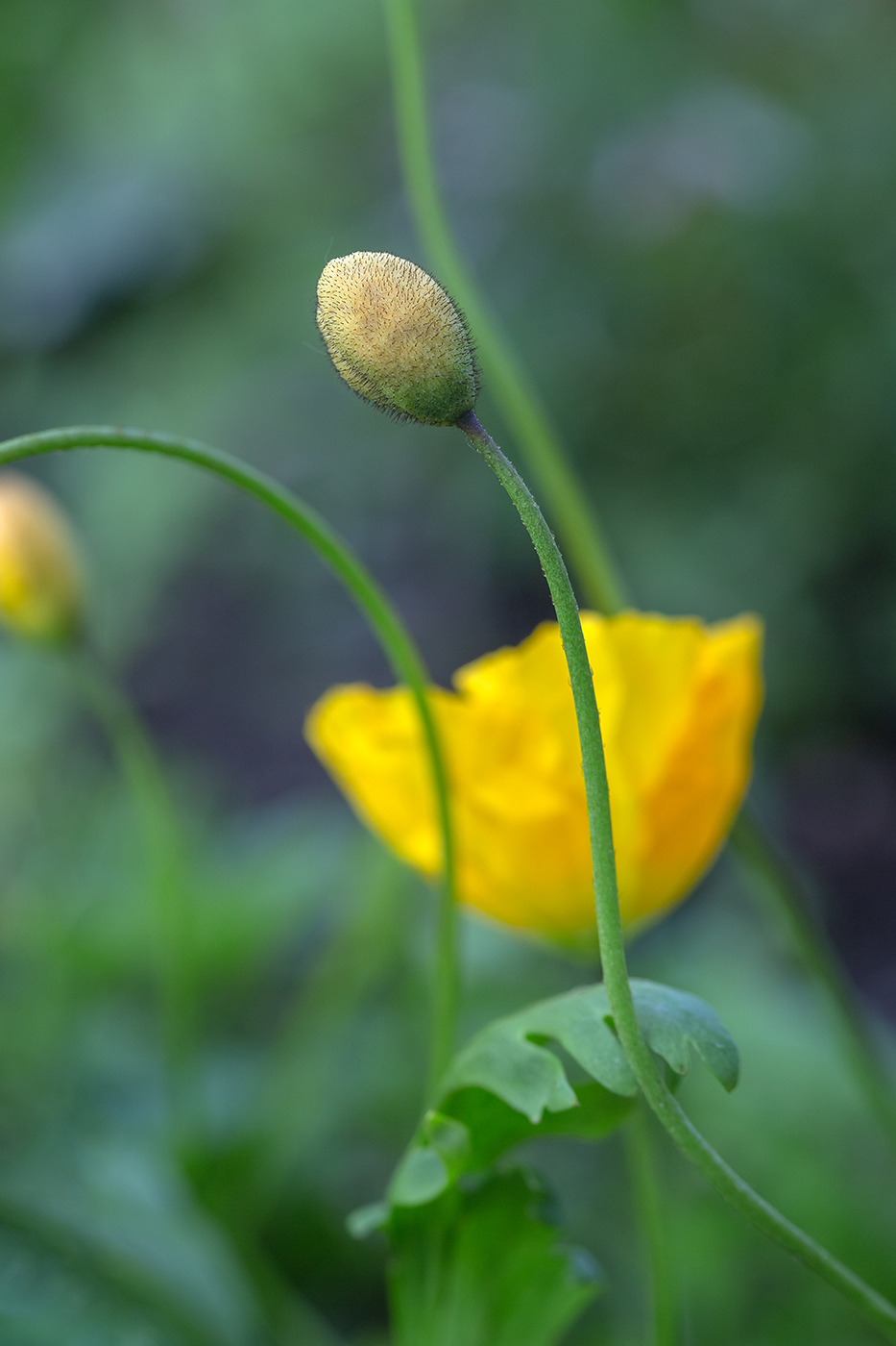 Image of genus Papaver specimen.