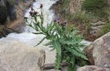 род Cirsium
