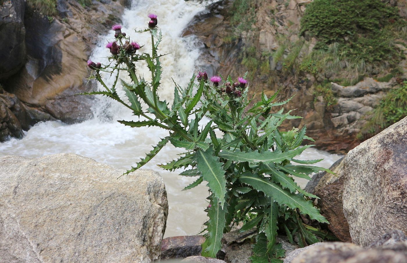 Изображение особи род Cirsium.