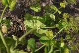 Smyrnium rotundifolium