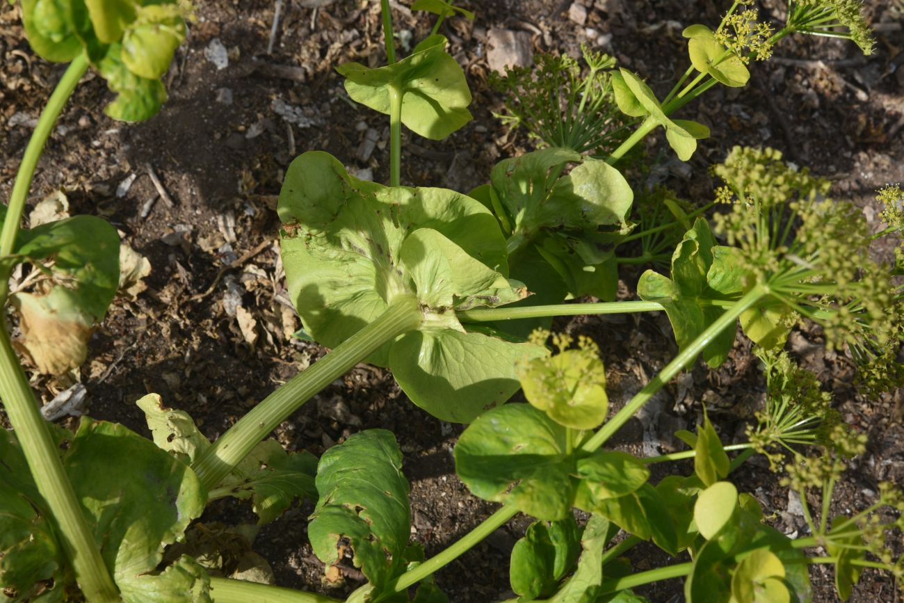 Изображение особи Smyrnium rotundifolium.