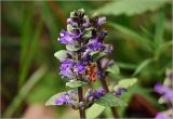 Ajuga reptans. Cоцветие. Московская обл., Раменский р-н, окр. ж.-д. платформы Хрипань, просека в смешанном лесу. 30.05.2025.