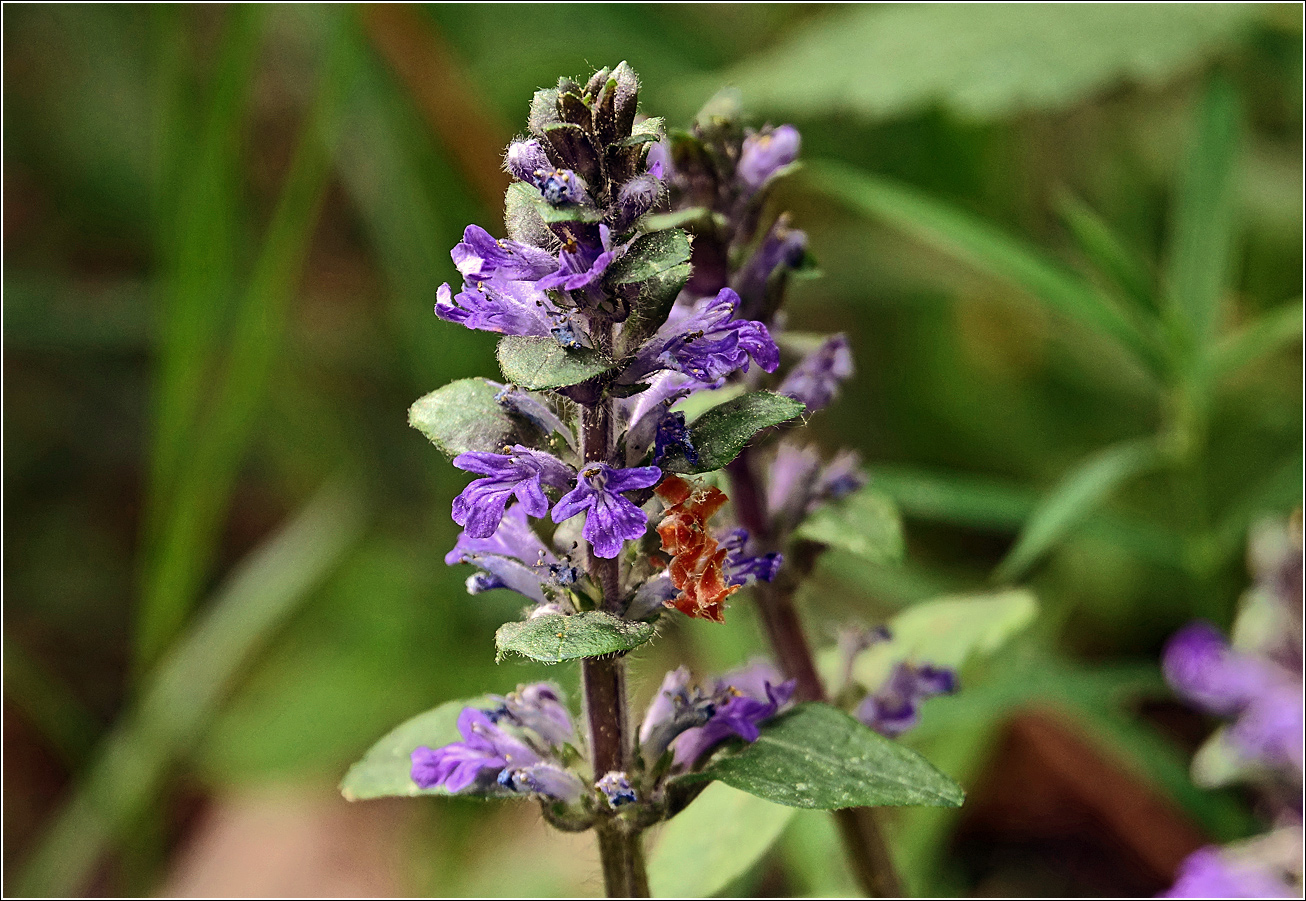 Image of Ajuga reptans specimen.
