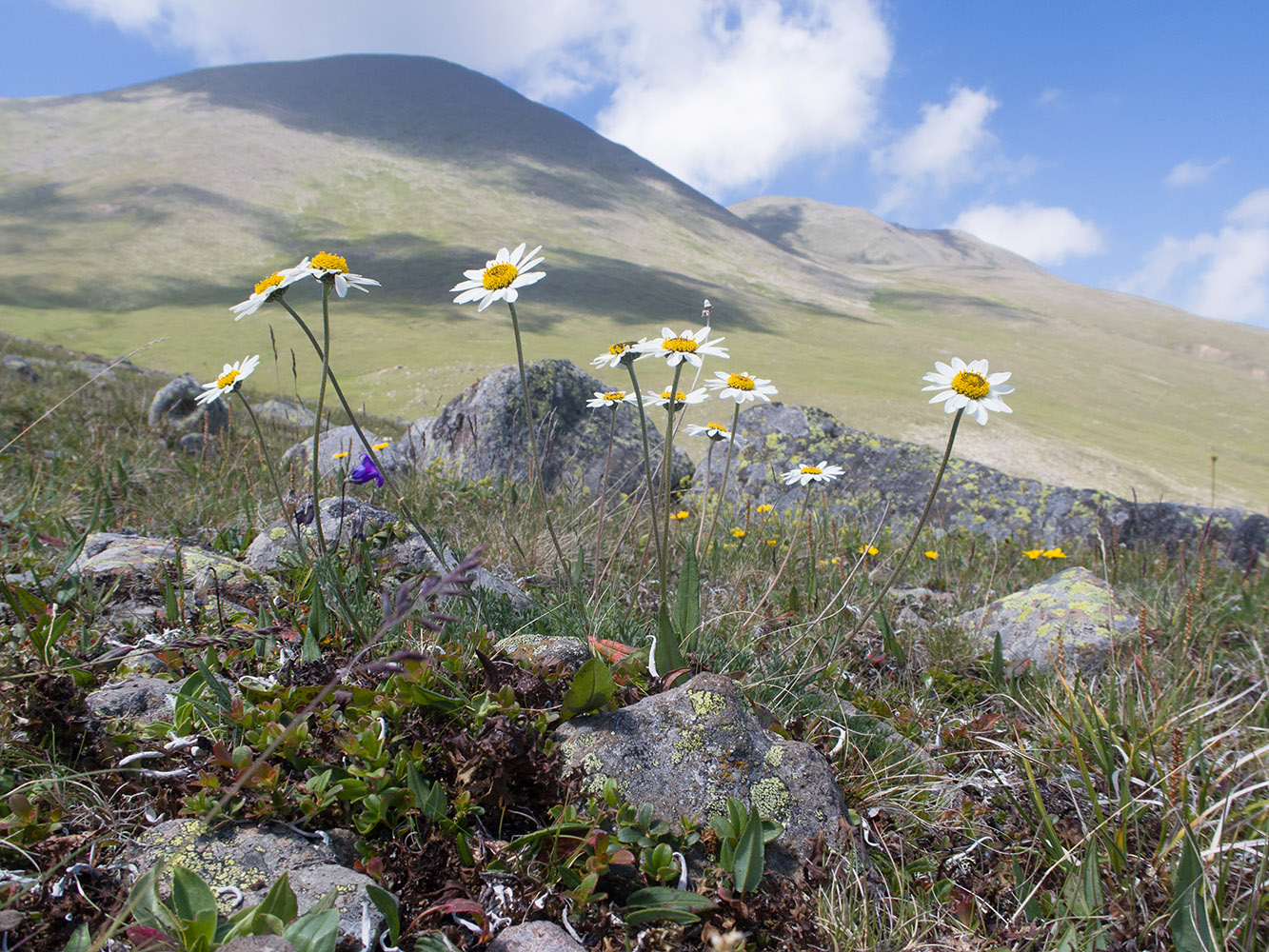 Изображение особи Anthemis saportana.
