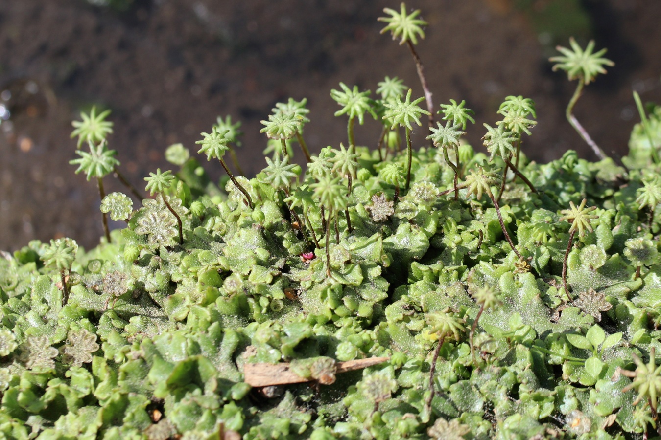 Image of Marchantia polymorpha specimen.