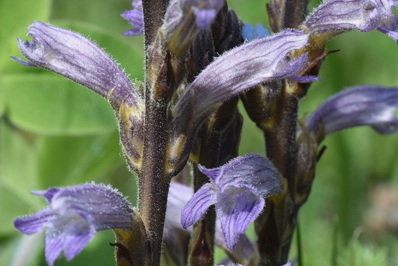 Изображение особи Phelipanche purpurea.