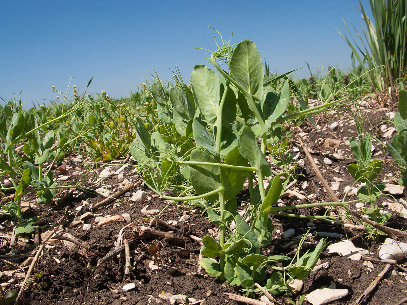 Image of Pisum sativum specimen.