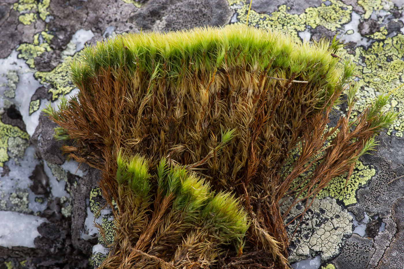 Image of Dicranum acutifolium specimen.