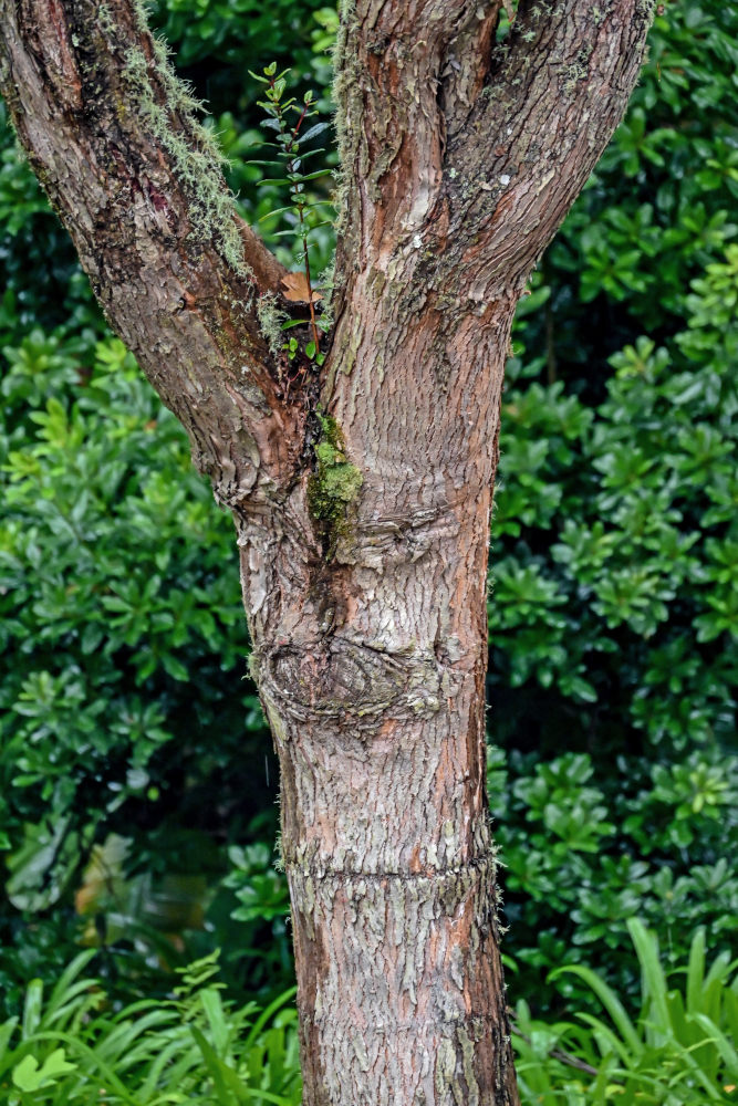 Image of Corymbia ficifolia specimen.