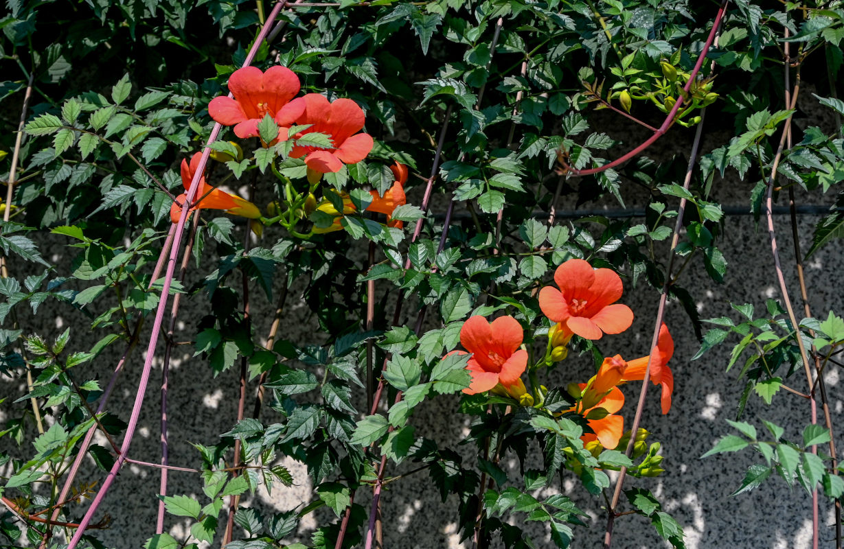 Image of Campsis radicans specimen.