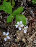 Rubus ulmifolius